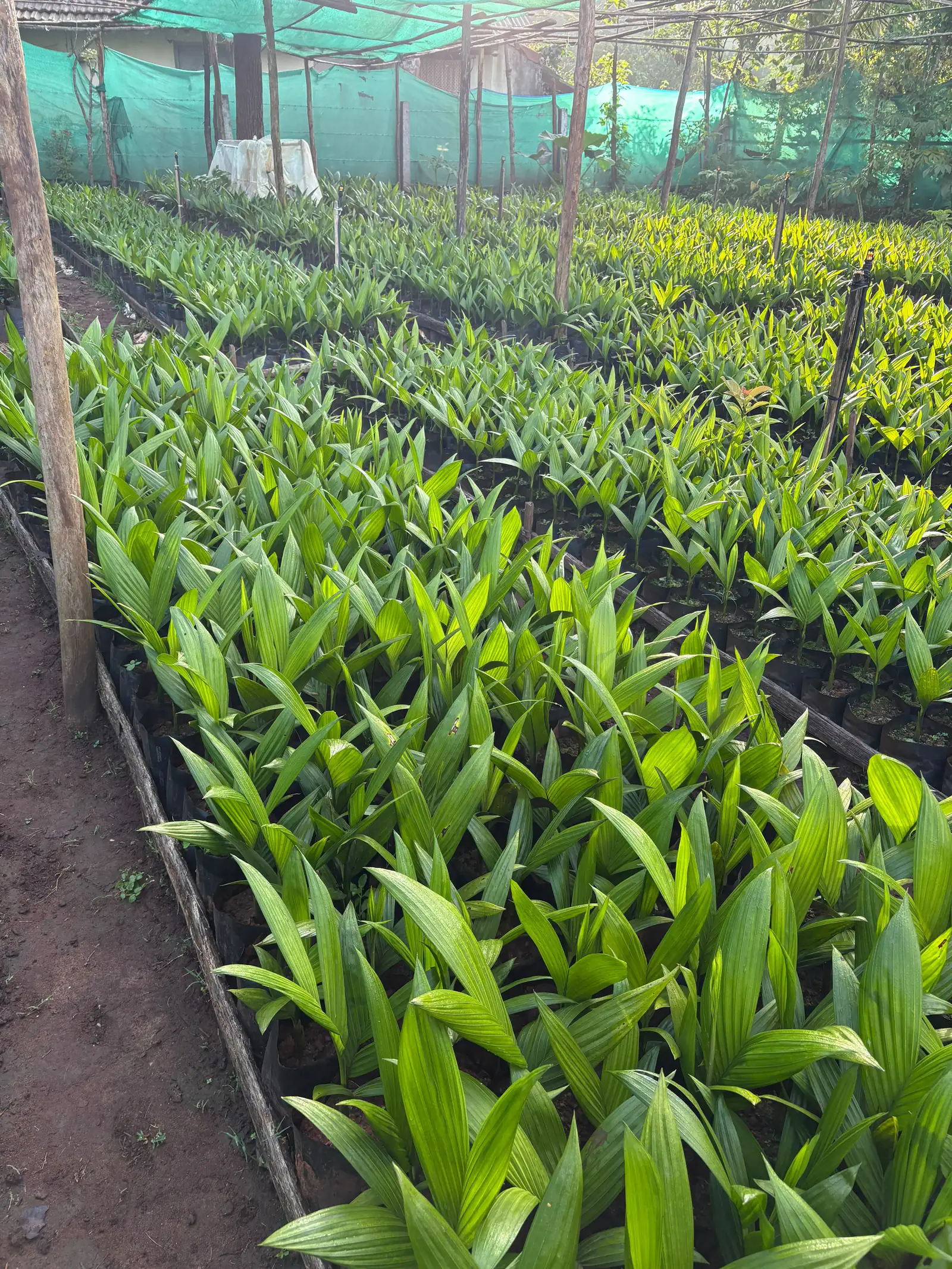 Areca beds in soft morning light