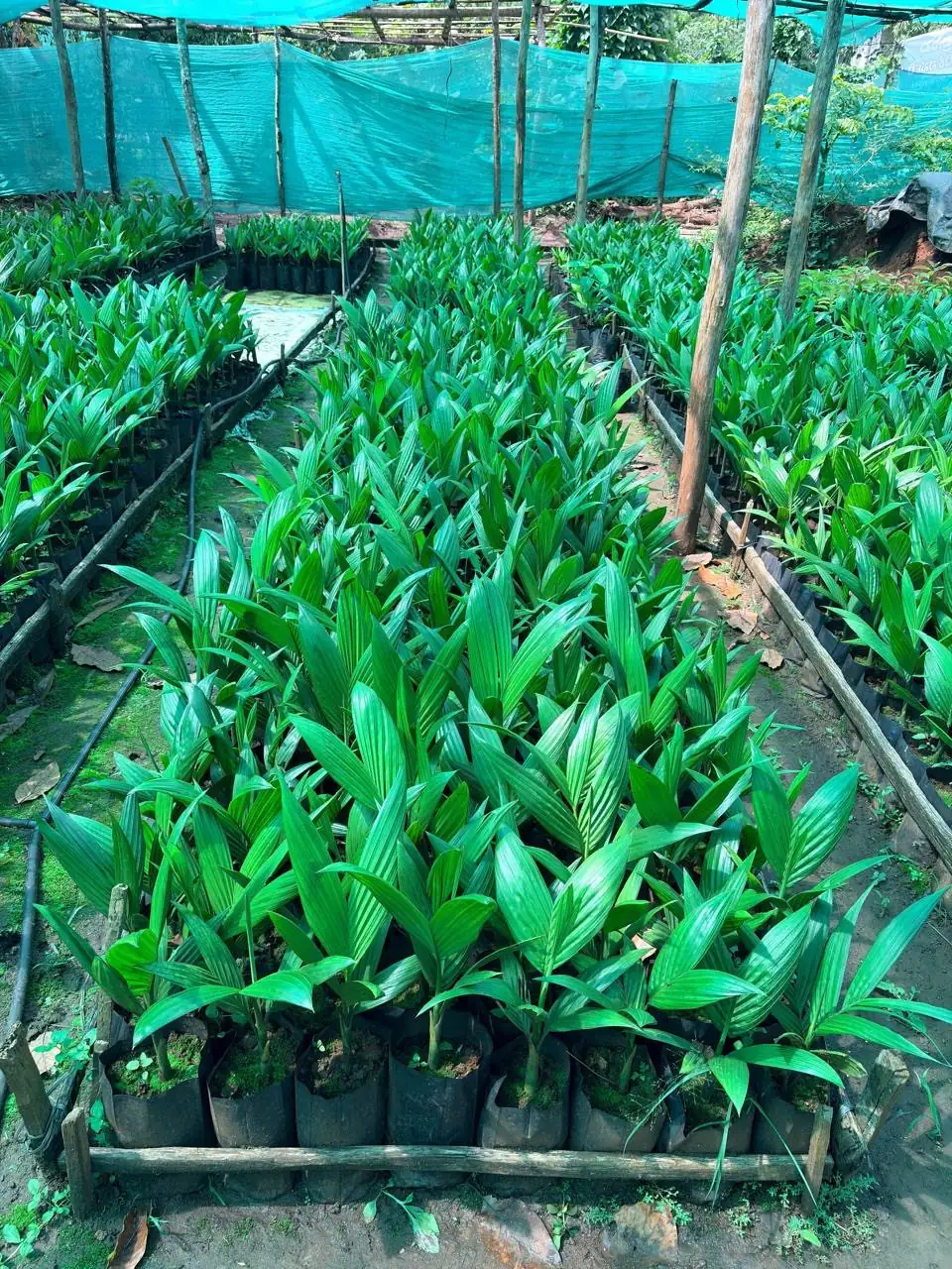 Areca seedlings in raised beds with bamboo edging