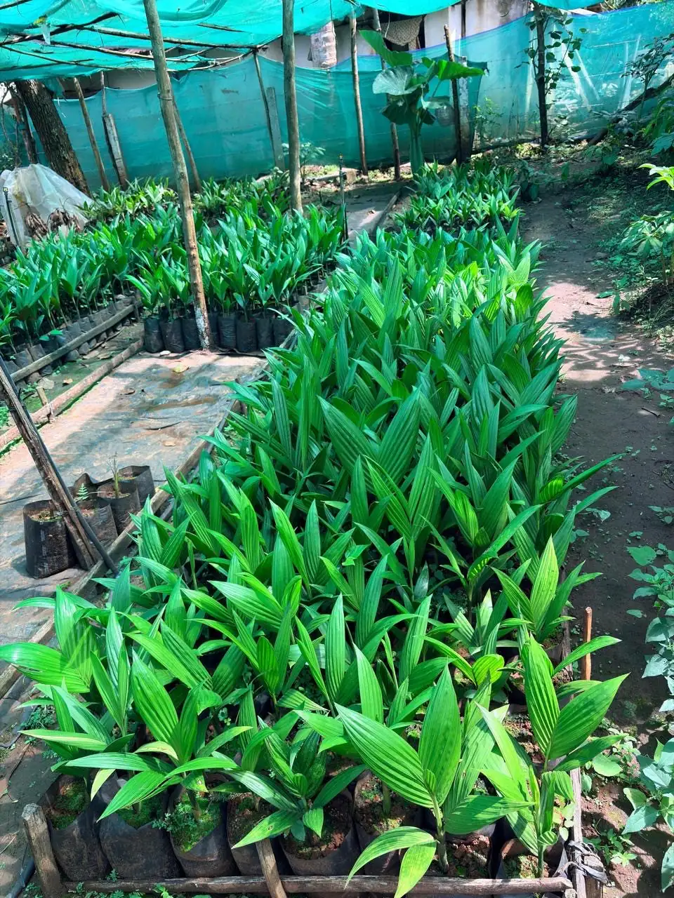 Areca seedling beds under shade net