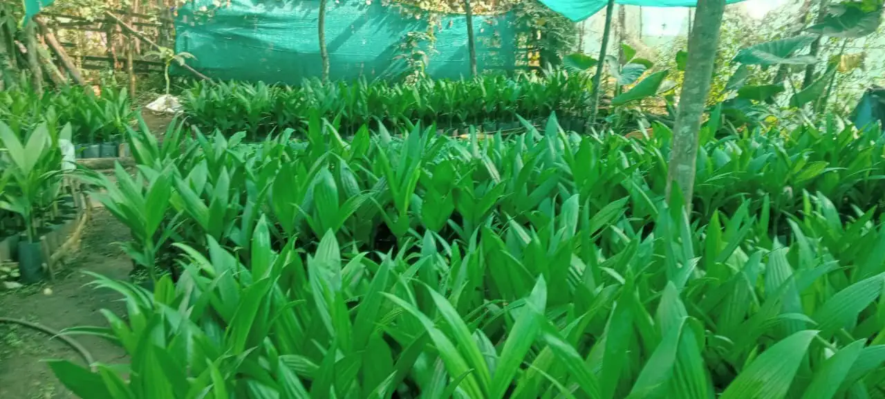 Wide view of areca seedling beds