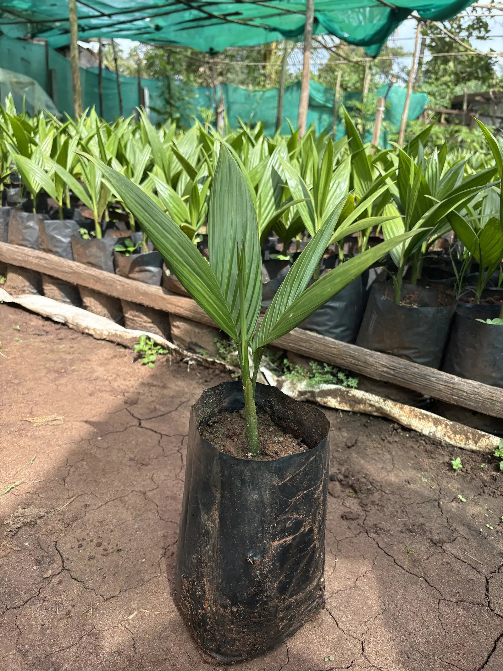 Close-up of an areca seedling in a polybag