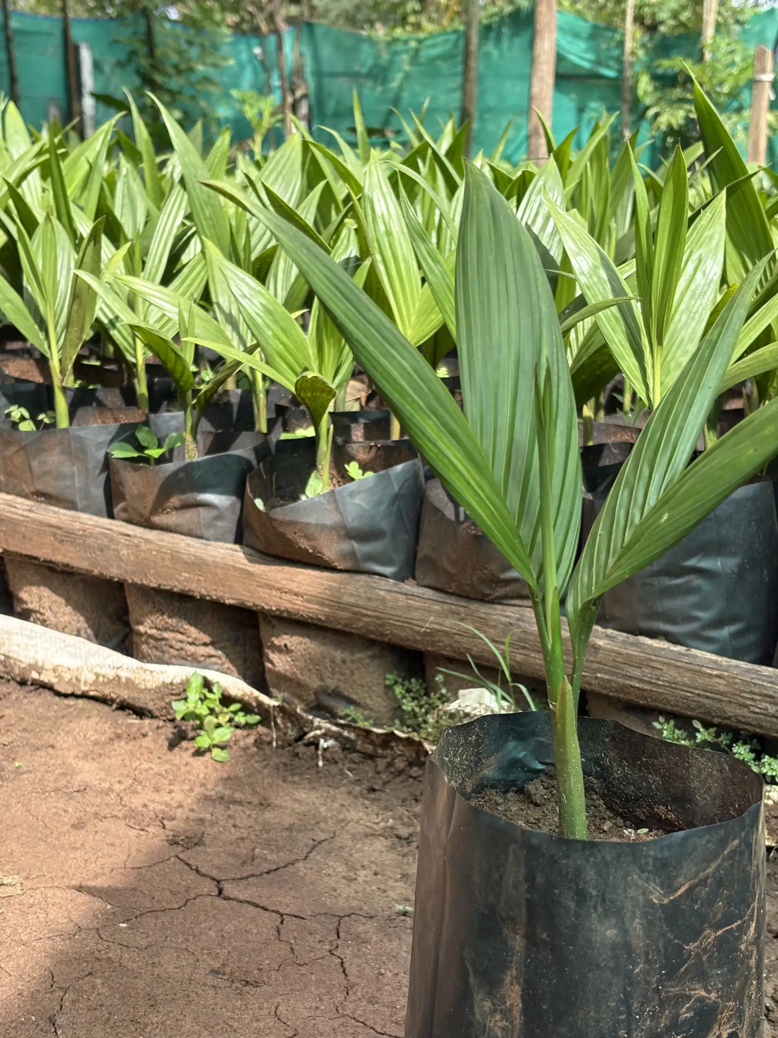Areca seedling with young leaves in a polybag