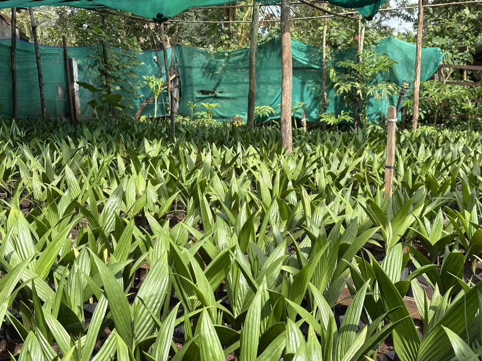 Dense beds of young areca seedlings in polybags at Pranavi Areca Nursery