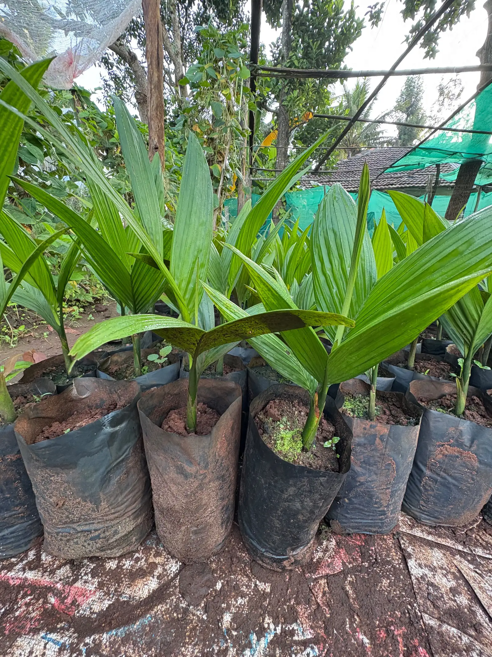 Areca seedlings showing thick collars in polybags