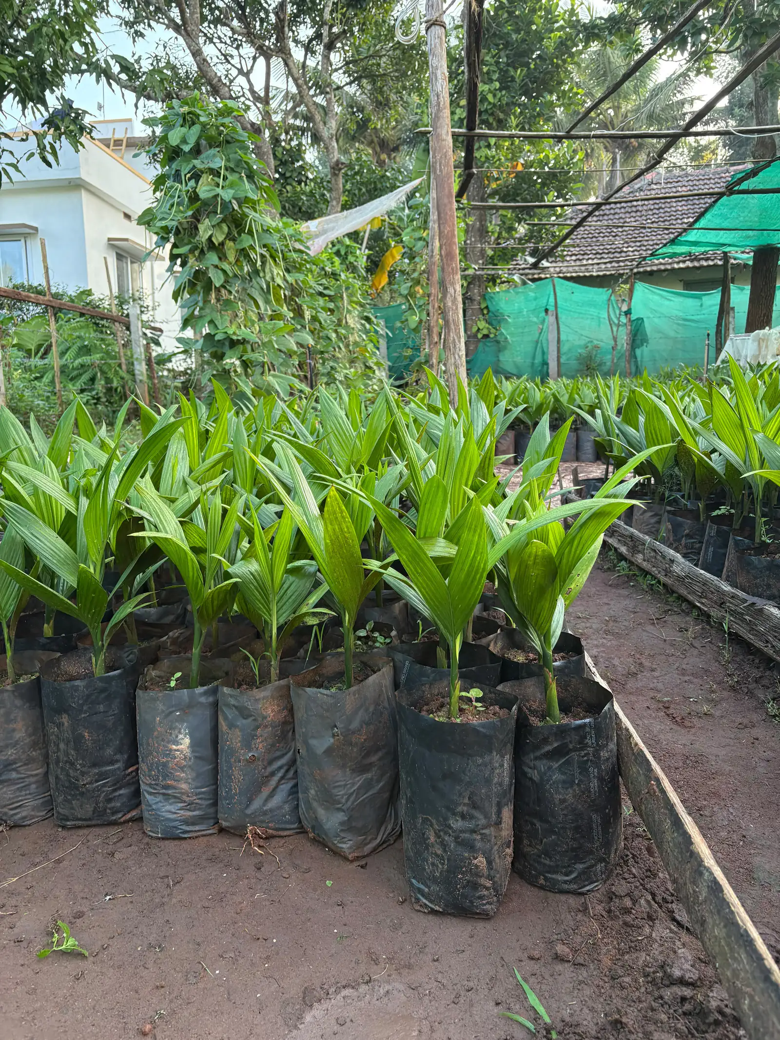 Areca seedlings in polybags lined up on the ground