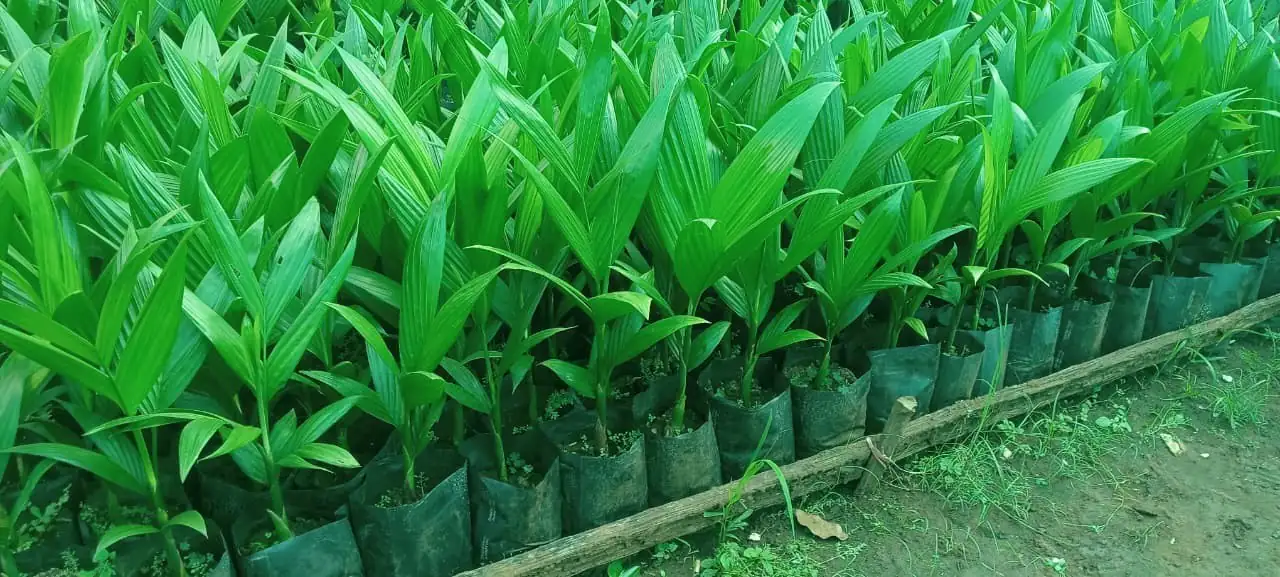 Rows of bright green areca seedlings in polybags