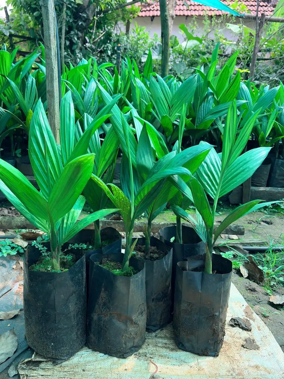 Group of areca seedlings with broad green leaves in polybags