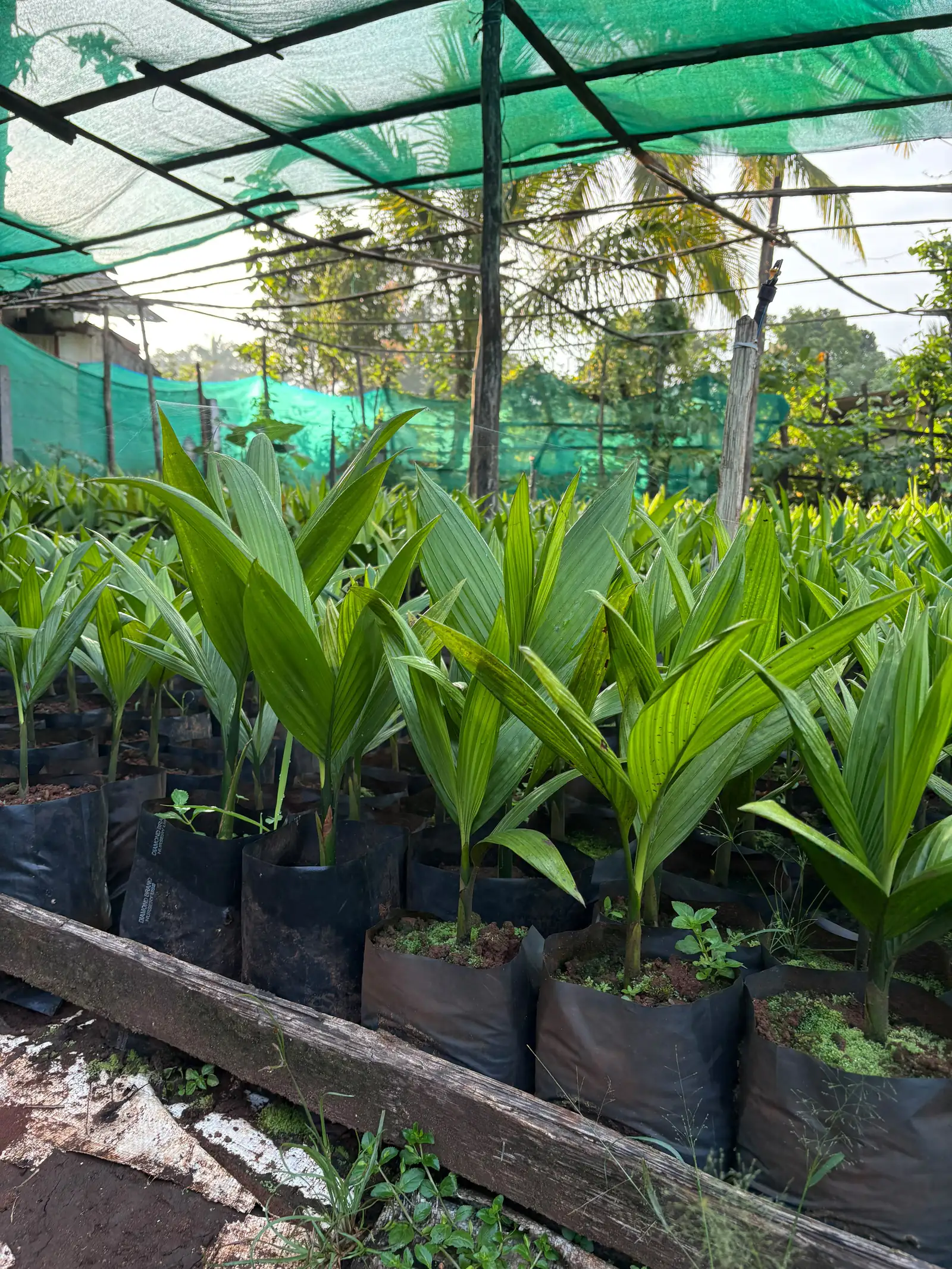 Close view of healthy areca seedlings in polybags