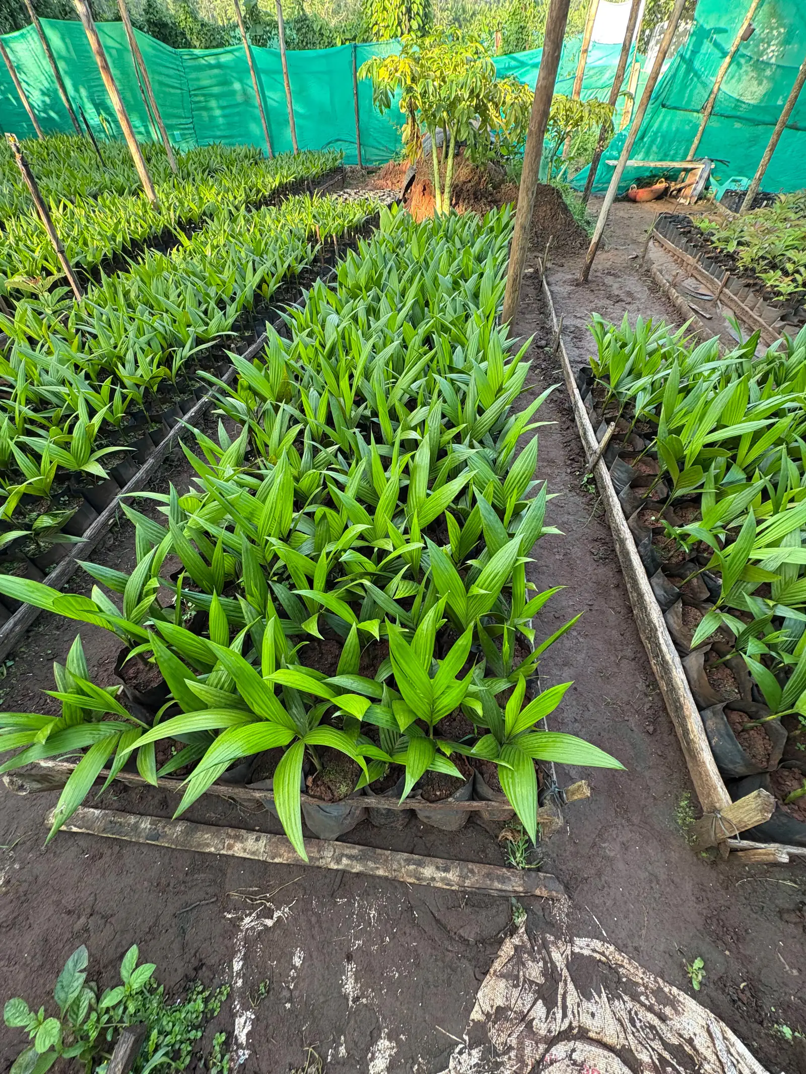Areca seedlings growing in neat beds