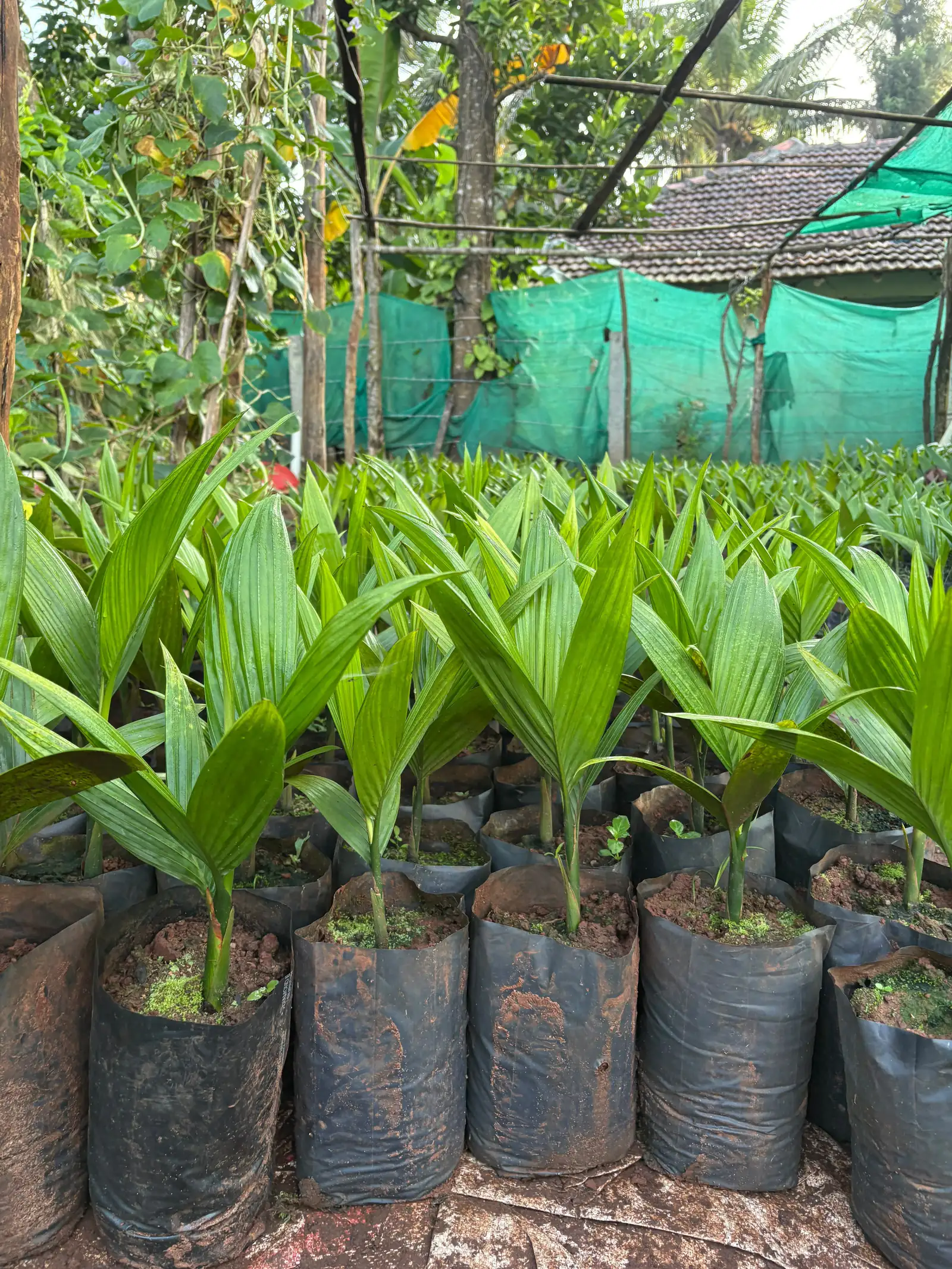 Tall areca seedlings in polybags ready for dispatch