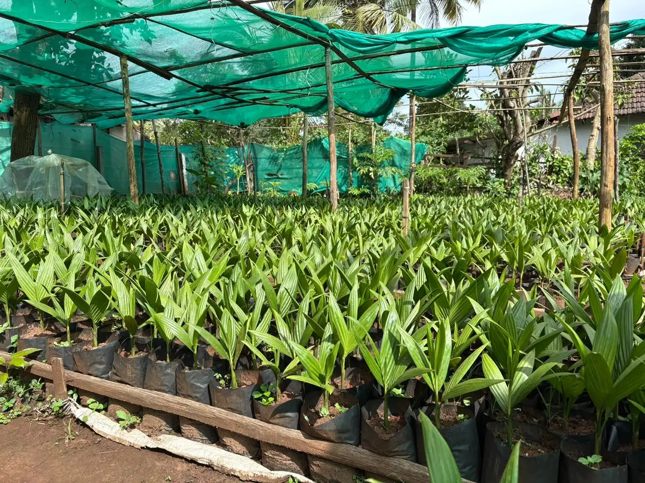 Areca seedlings lined up along a wooden bed edge under shade net