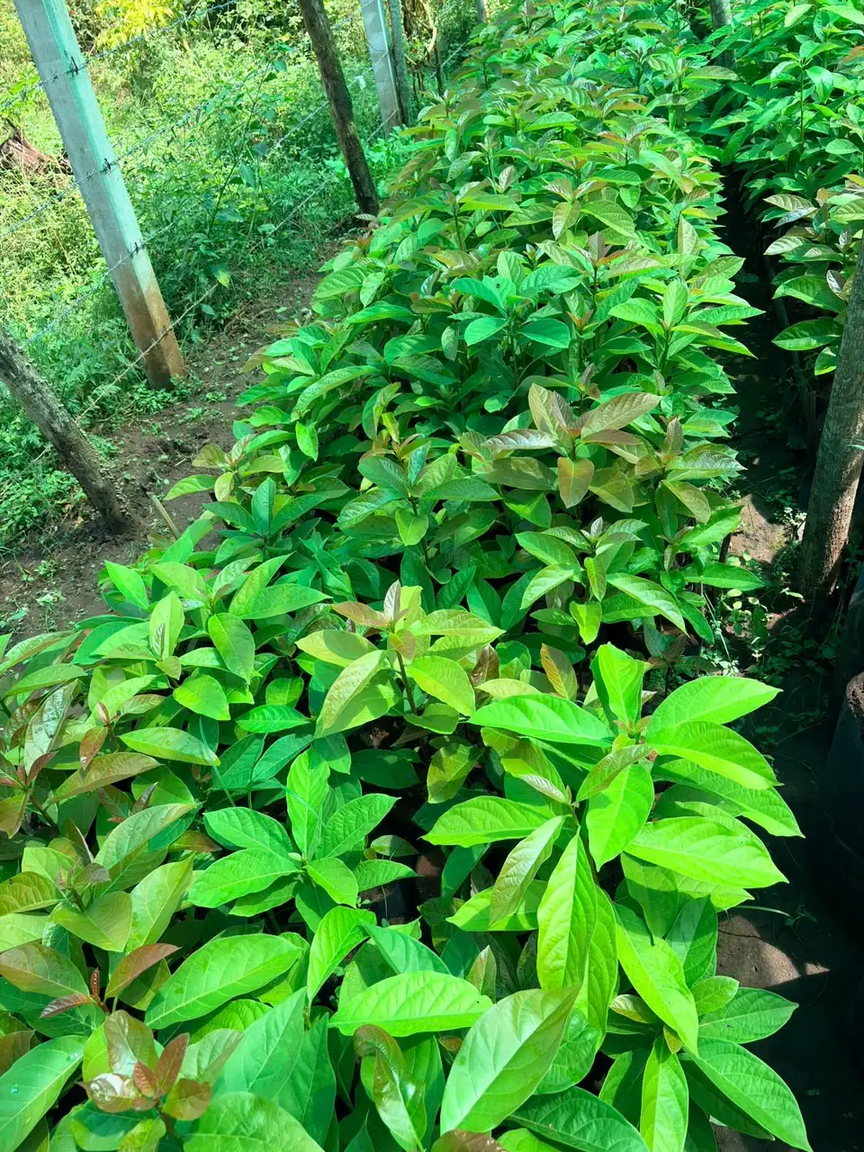 Bed of young avocado plants with glossy leaves