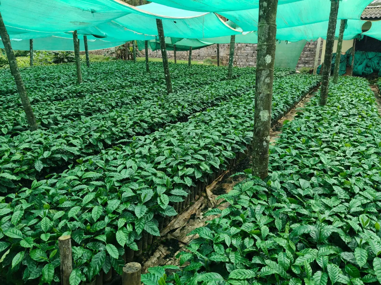 Long beds of young coffee seedlings under shade net