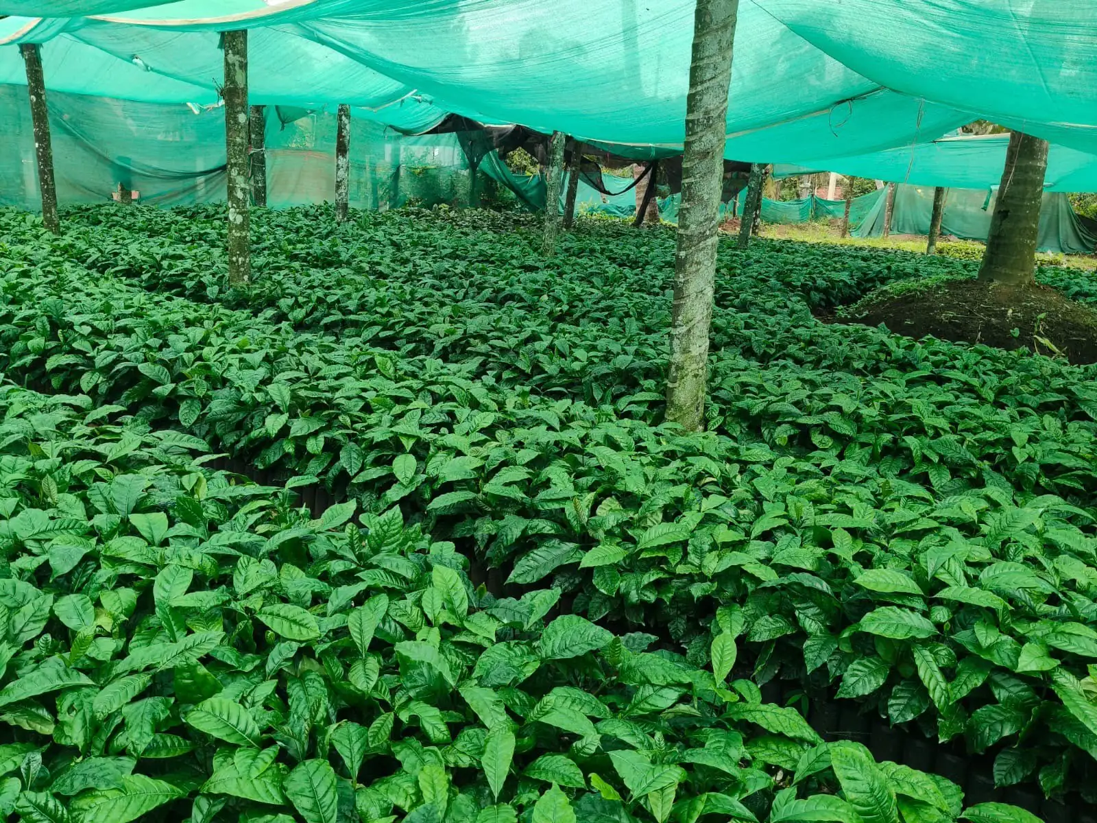 Wide view of coffee seedling beds under shade net