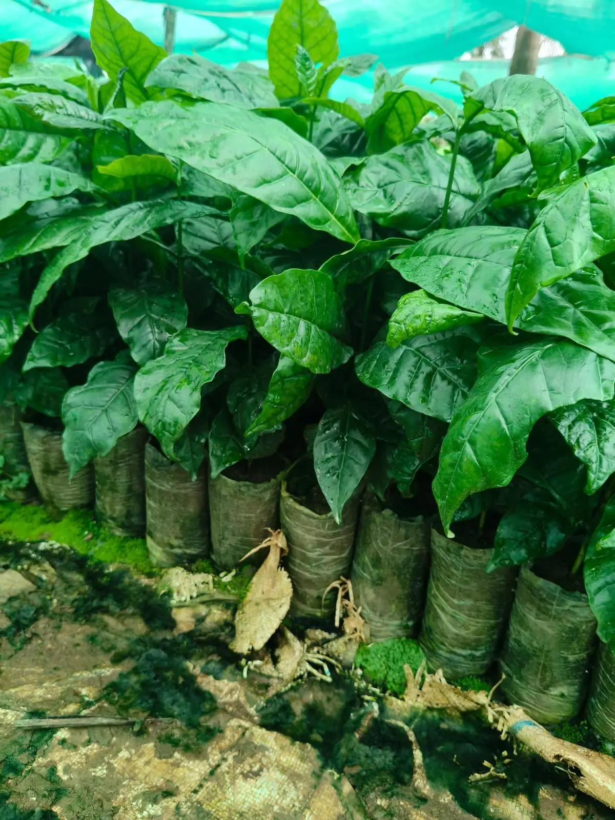 Healthy coffee seedlings with glossy leaves in polybags