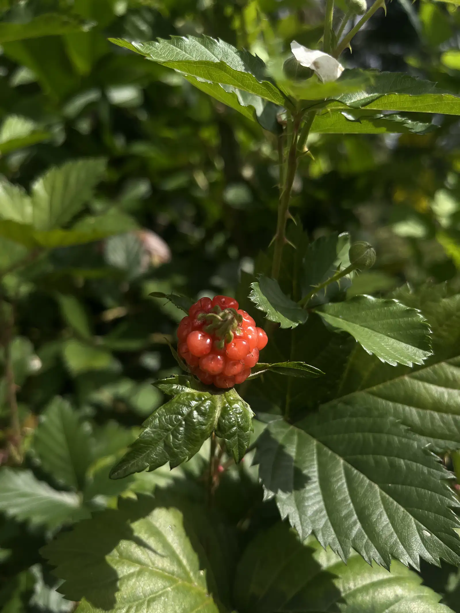 Close-up of a red raspberry ripening among leaves