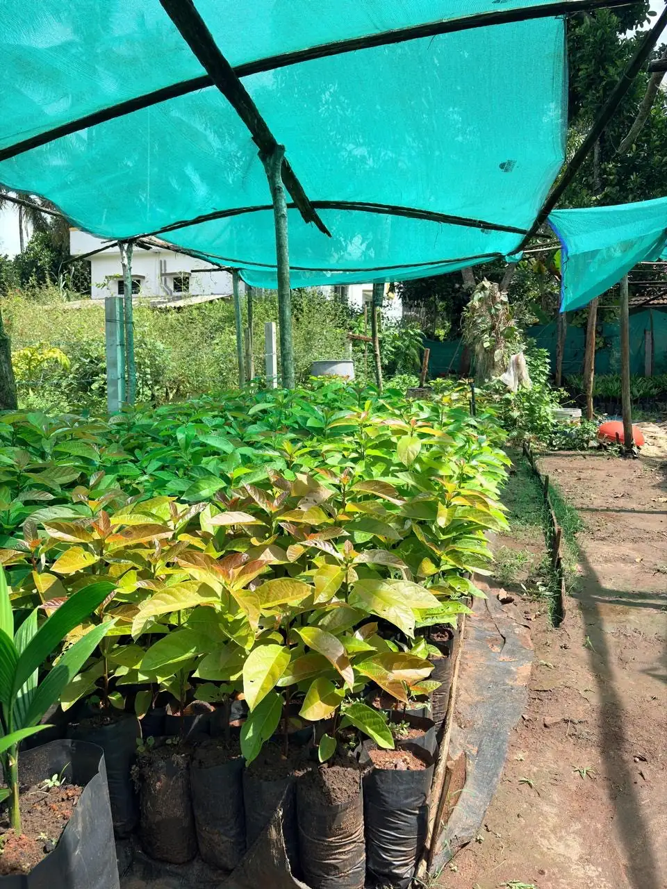 Bed of young fruit plants with light green leaves under shade net