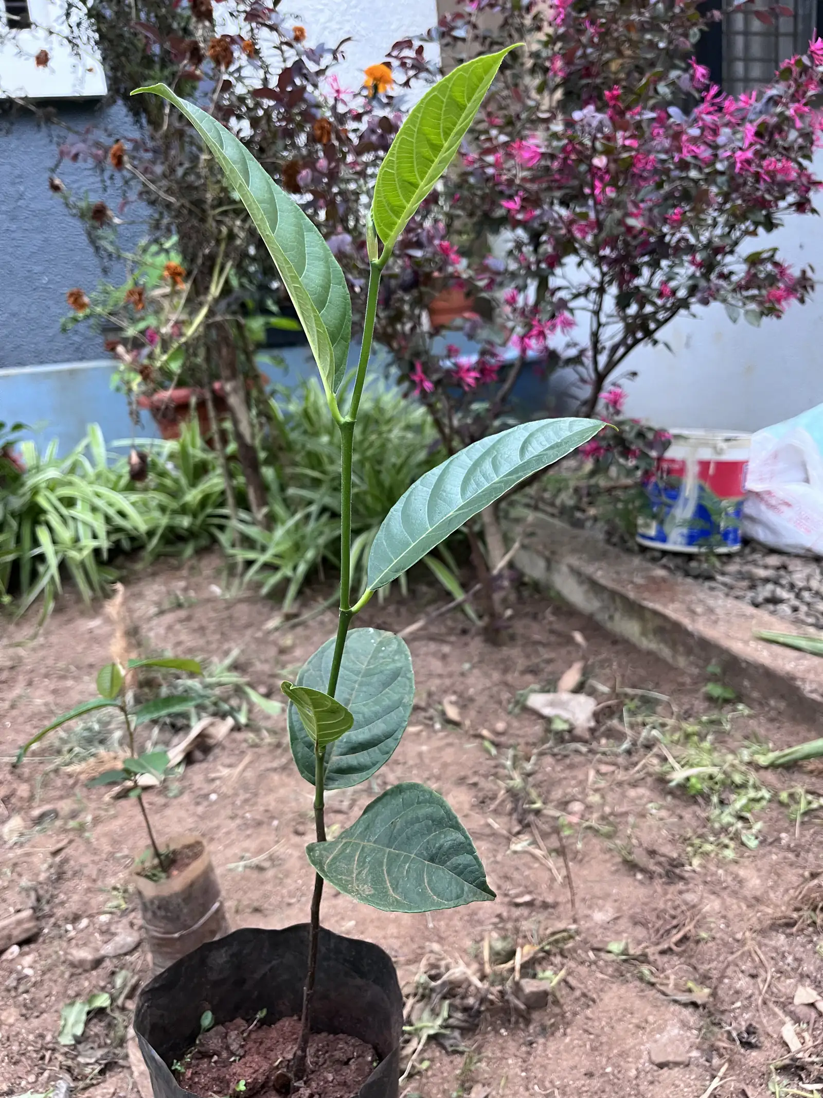 A young jackfruit plant in a polybag