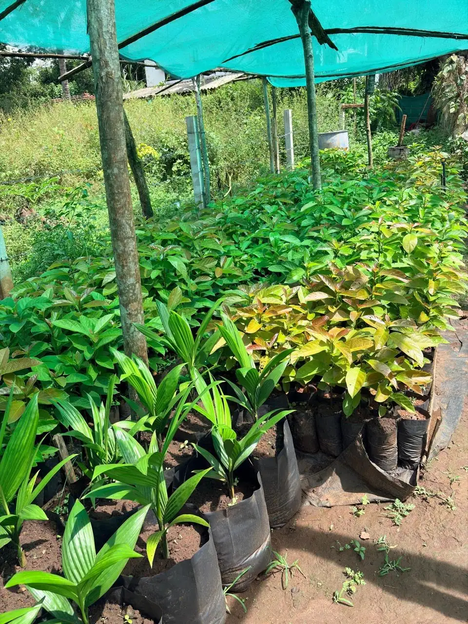 Areca seedlings and young fruit plants side by side in the nursery