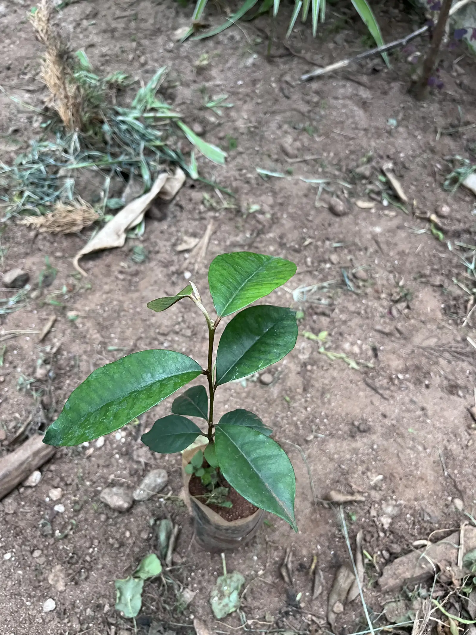 A young Nerale plant with glossy leaves