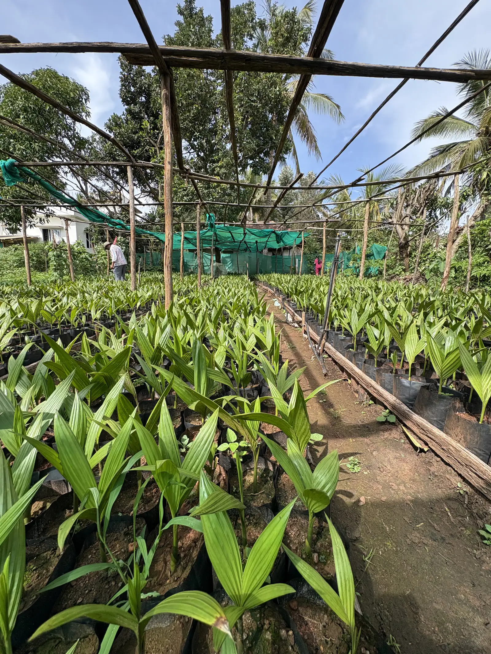 Nursery shade house frame over seedling beds