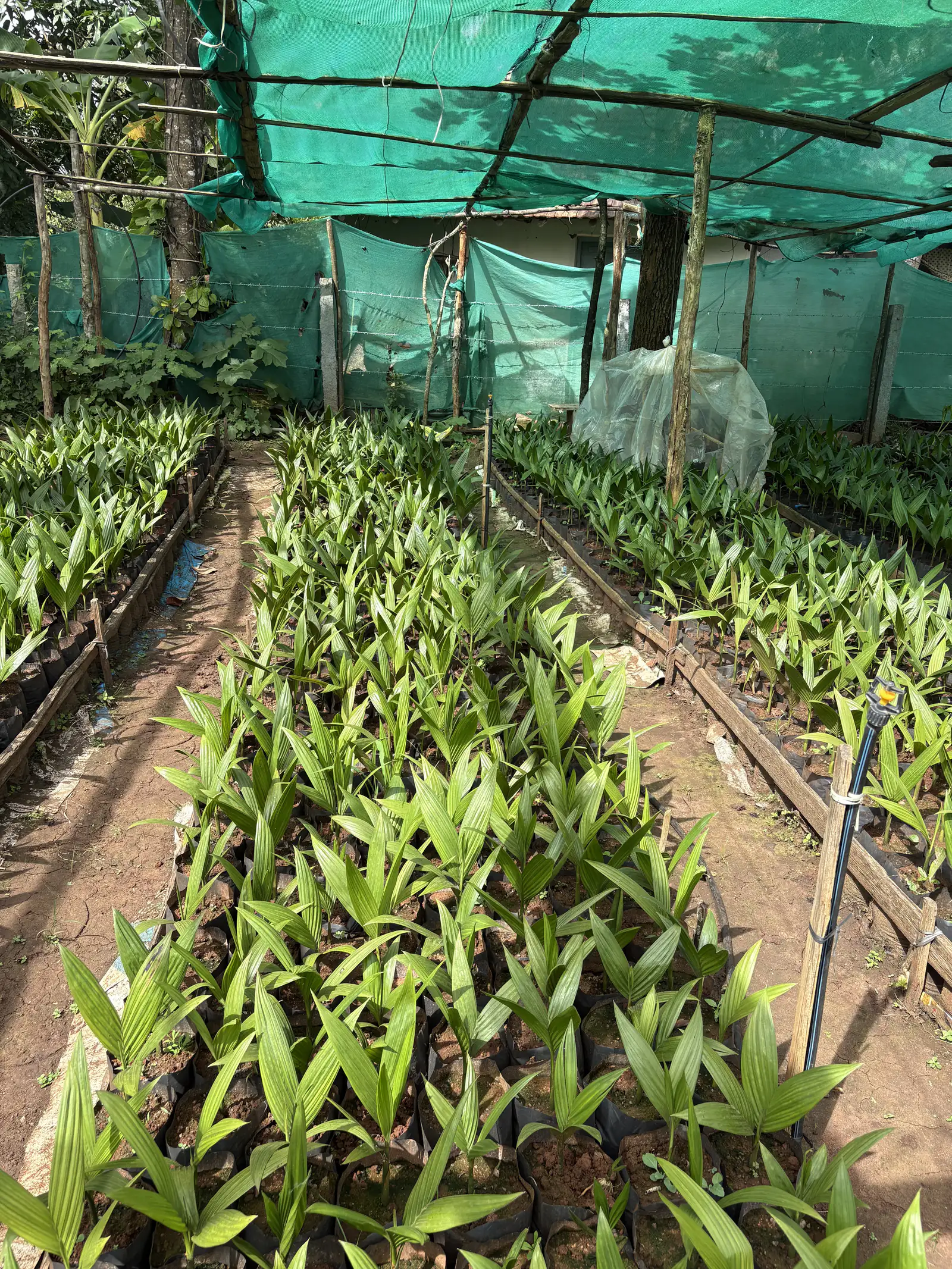 Long rows of areca seedlings in the nursery