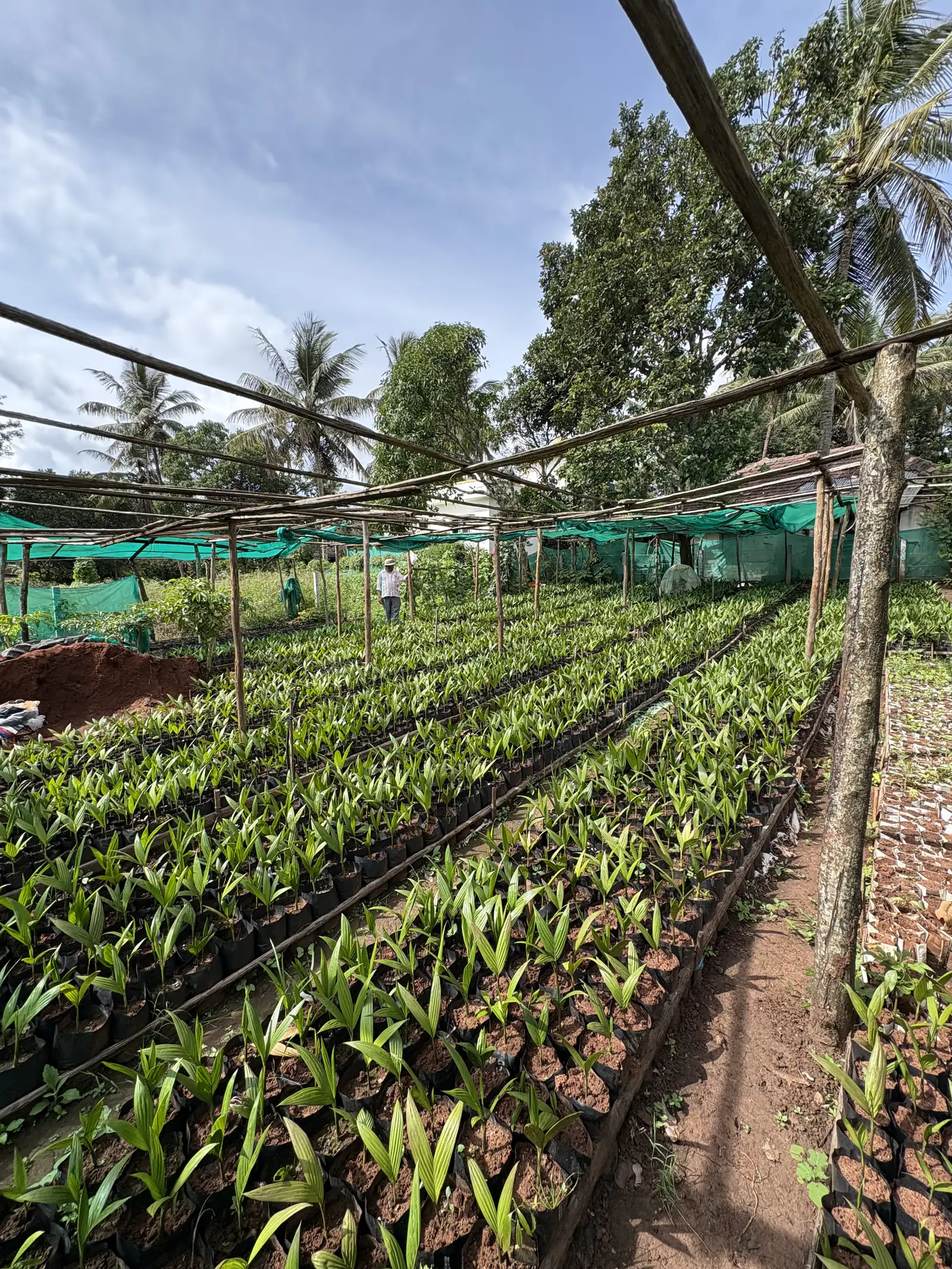 Long nursery beds of seedlings with coconut palms and blue sky in the background