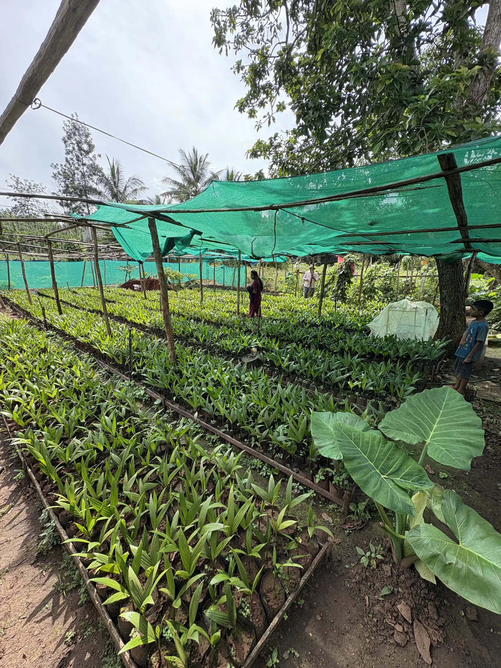 Nursery workers tending seedlings under shade net