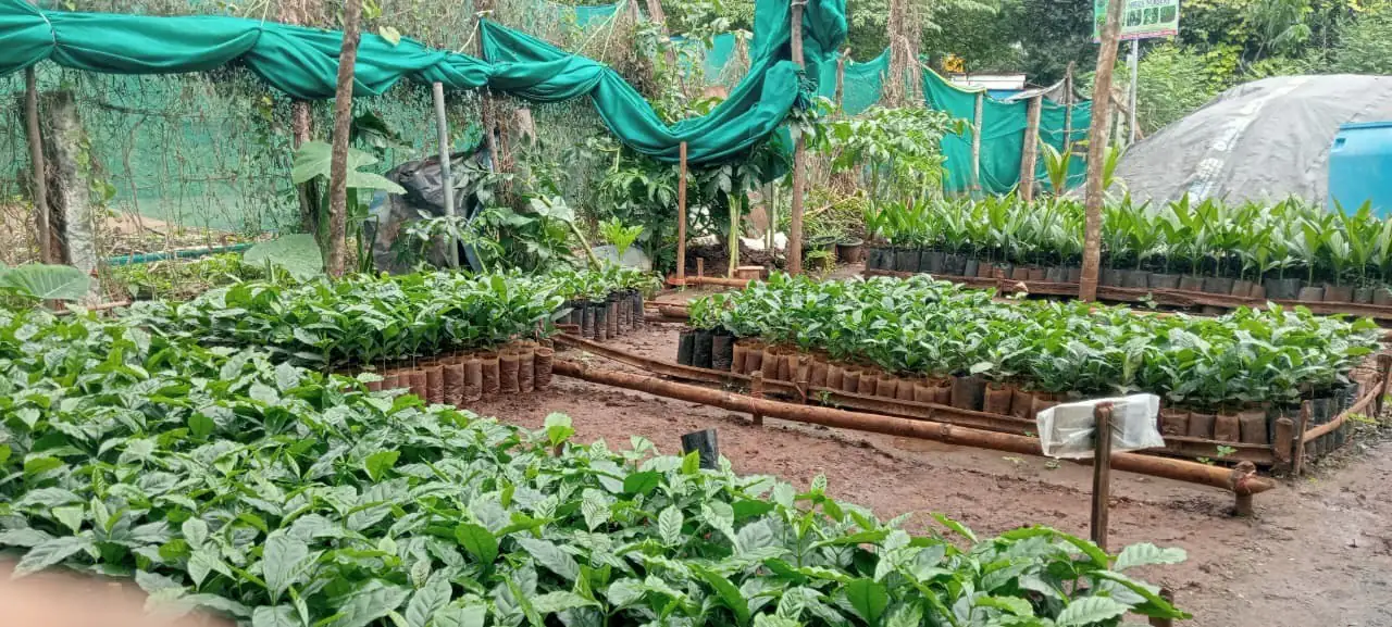 Nursery beds with areca and other plants, and shade houses behind
