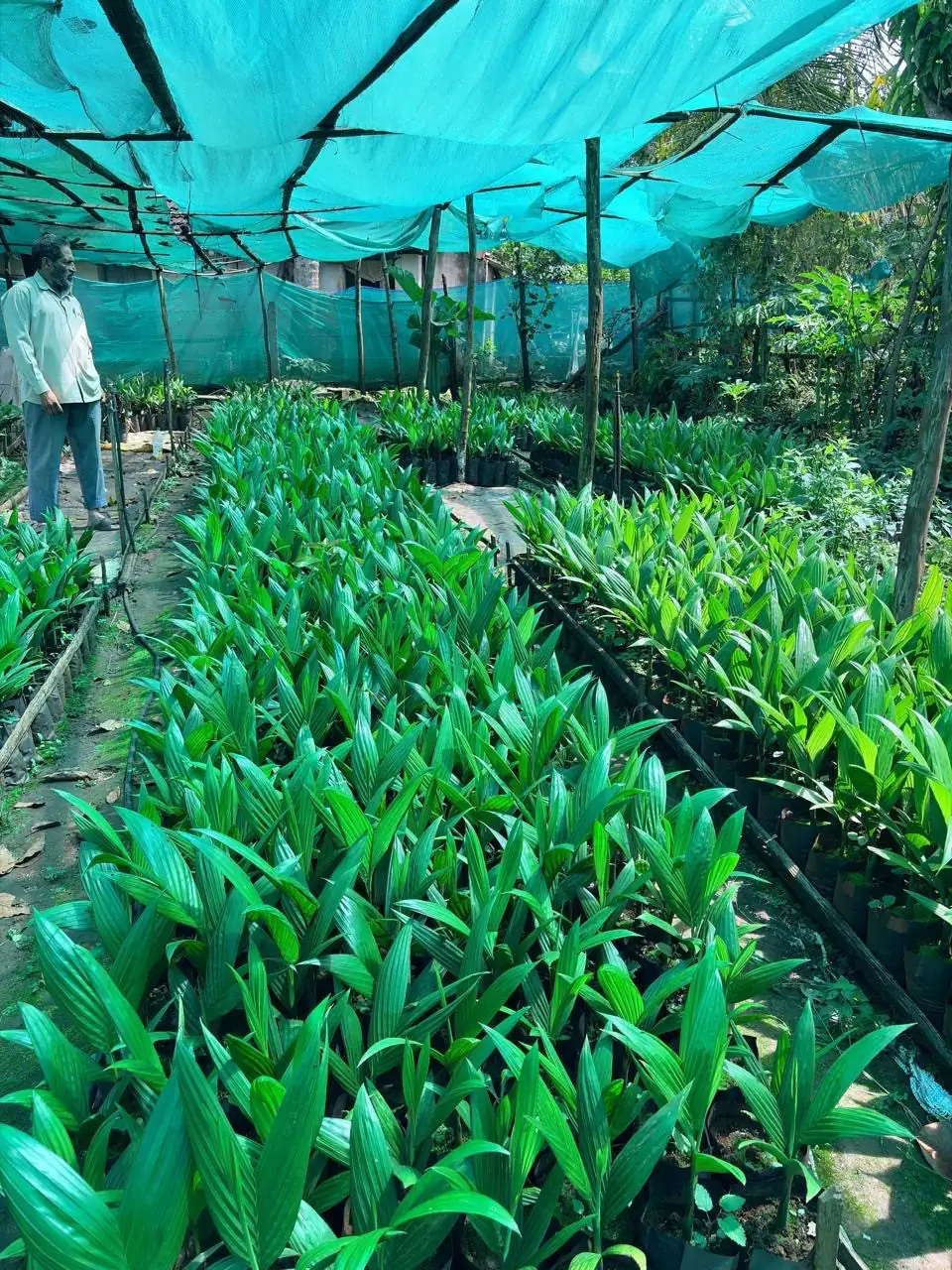 A nursery worker inspecting beds of areca seedlings