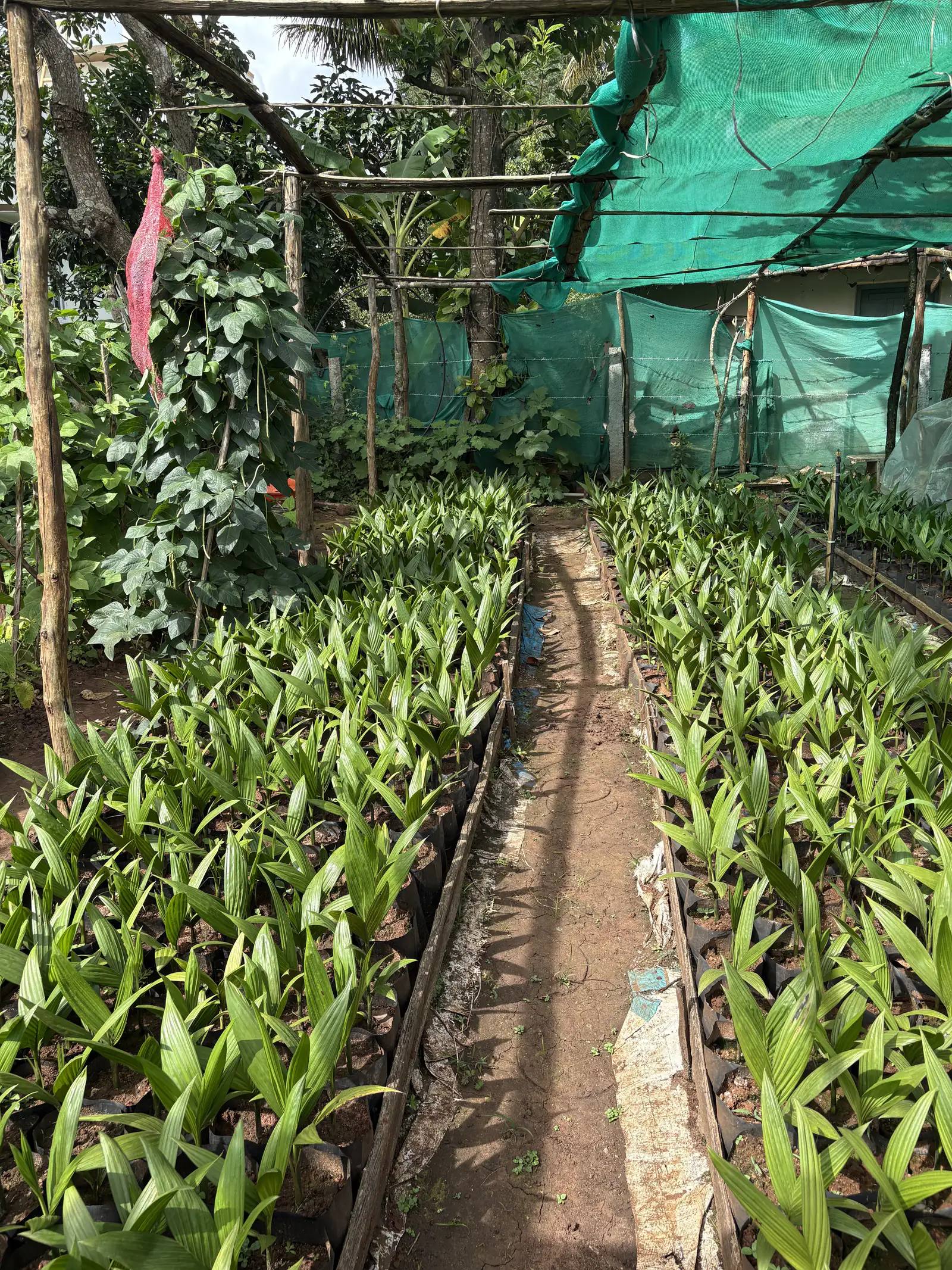 A path between two long beds of areca seedlings