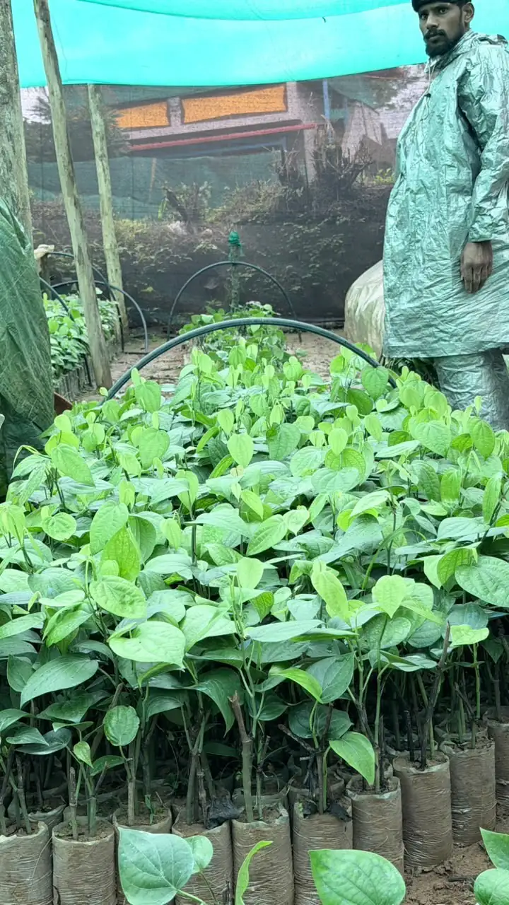 Rooted pepper cuttings in sleeves under shade