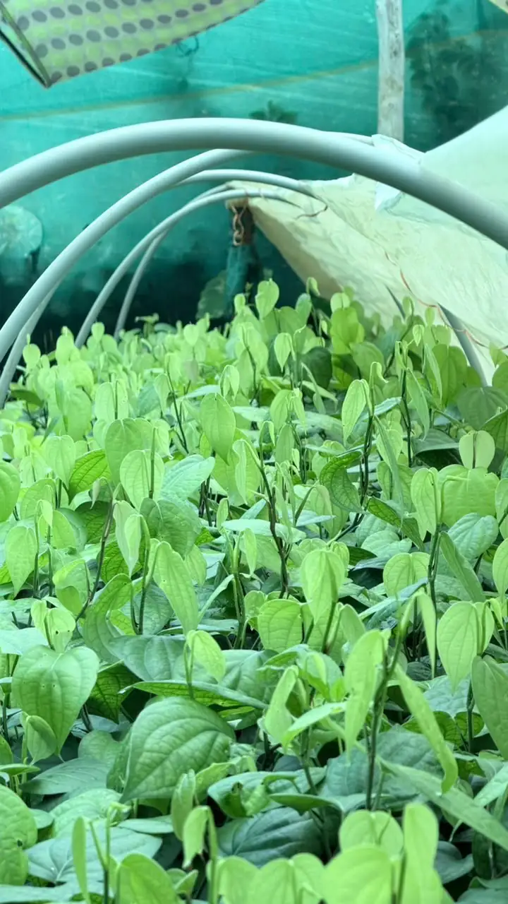 Rooted black pepper cuttings growing under a poly tunnel