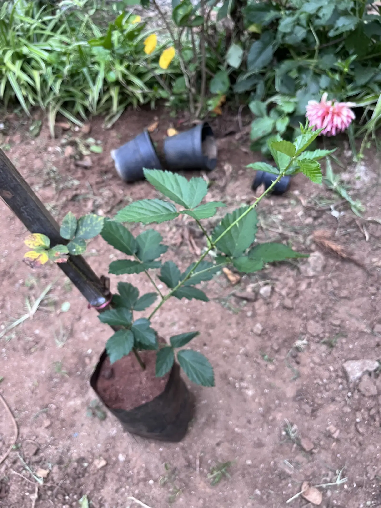 A young raspberry plant in a polybag