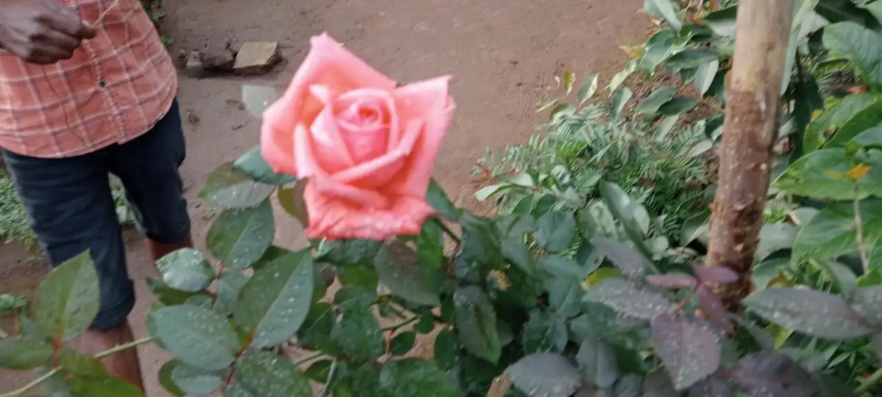 A pink rose flowering at the nursery