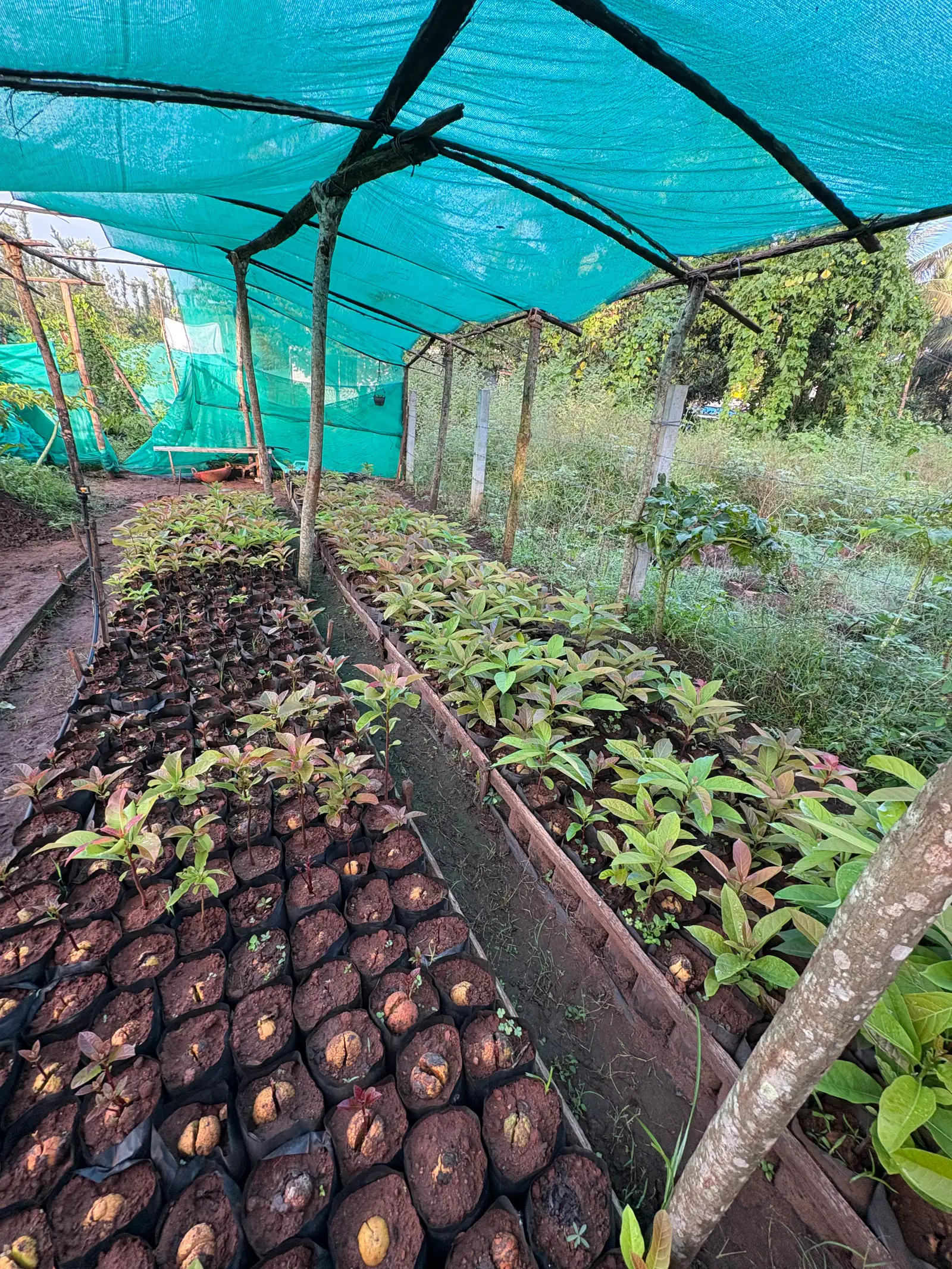 Polybags with seeds just germinating in a nursery bed